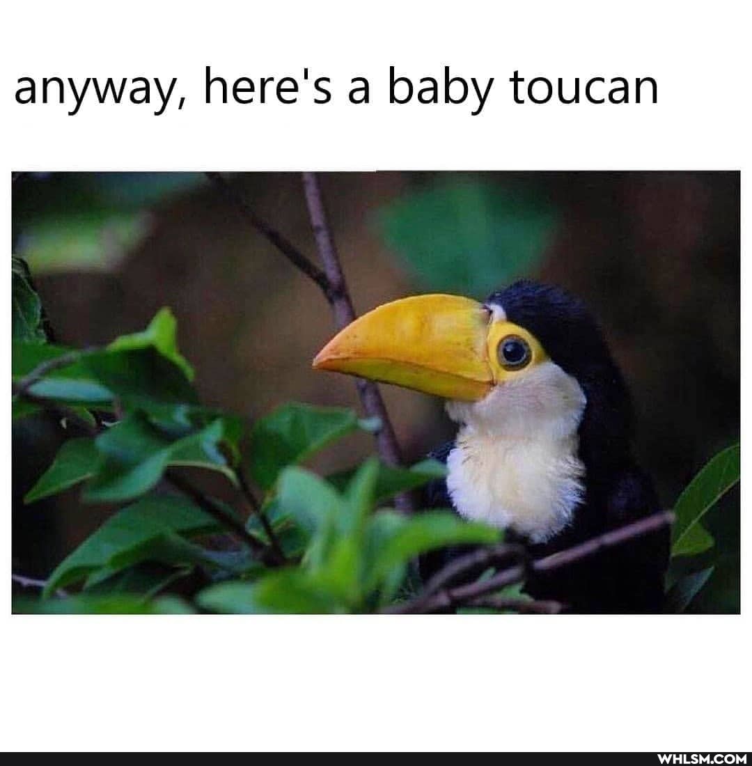 anyway, here's a baby toucan