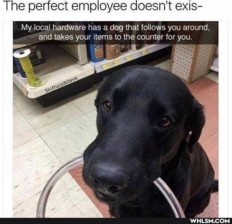 The perfect employee doesn't exis-
My. local hardware has a dog that follows you around, and takes your items to the counter for you.
We