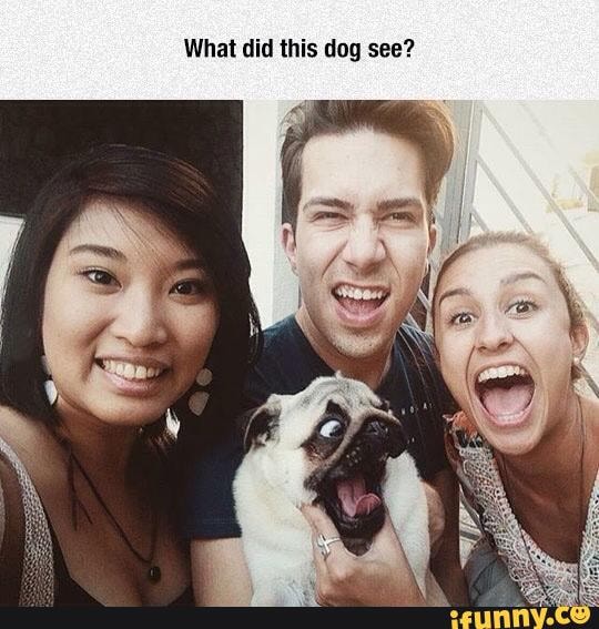What did this dog see?