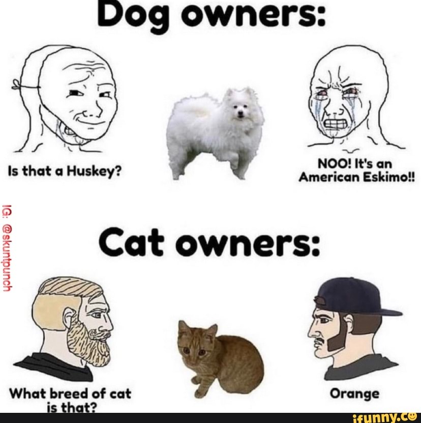Vog owners NOO! It's an American Eskimo!! Cat owners = Orange