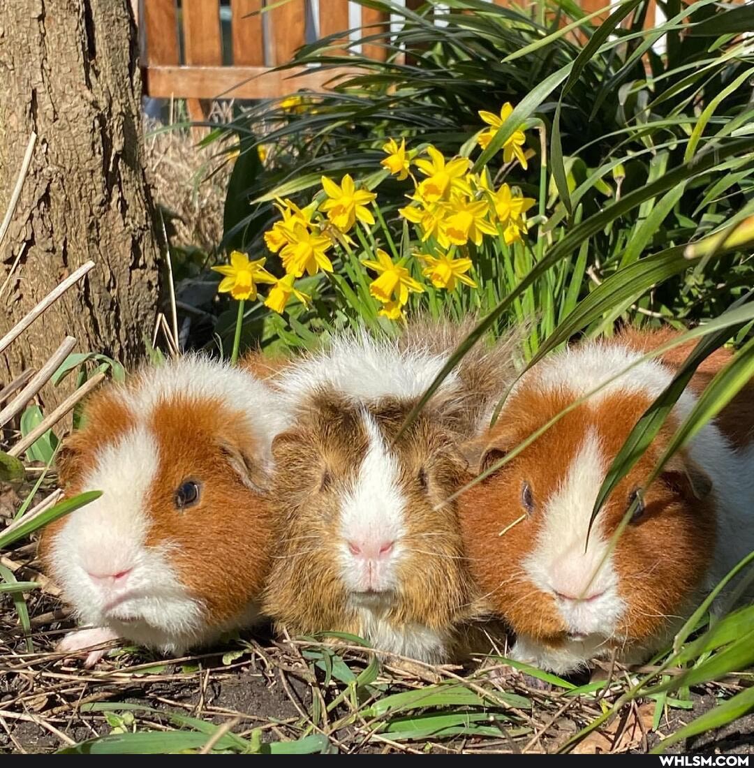 guineapig, aww, funny