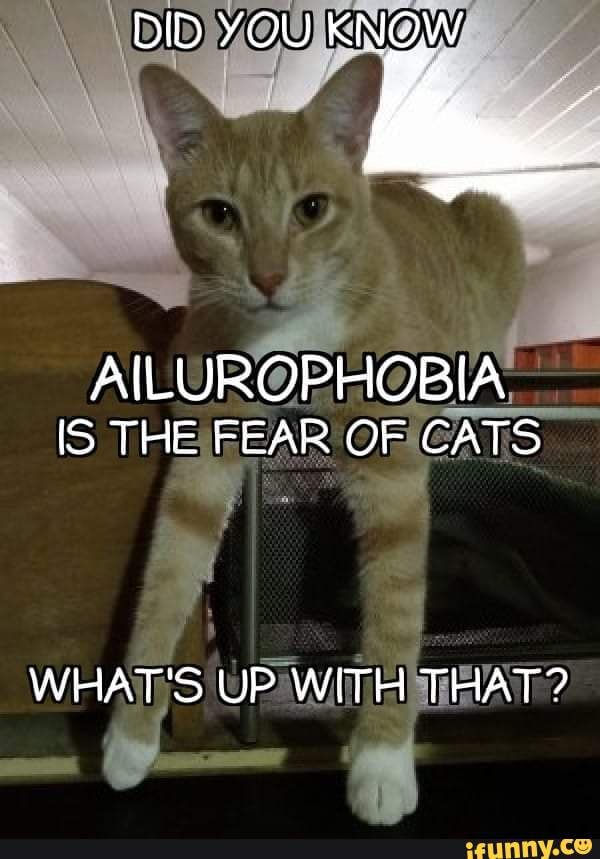 DID YOU AILUROPHOBIA IS THE FEAR OF CATS WHAT'S UP WITH THAT ? iFunny