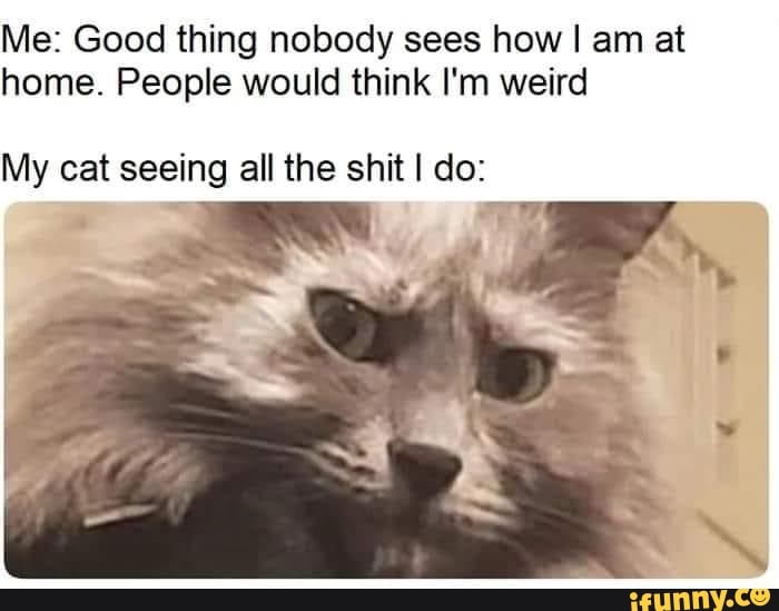 Me: Good thing nobody sees how I am at home. People would think I'm weird
My cat seeing all the shit I do: