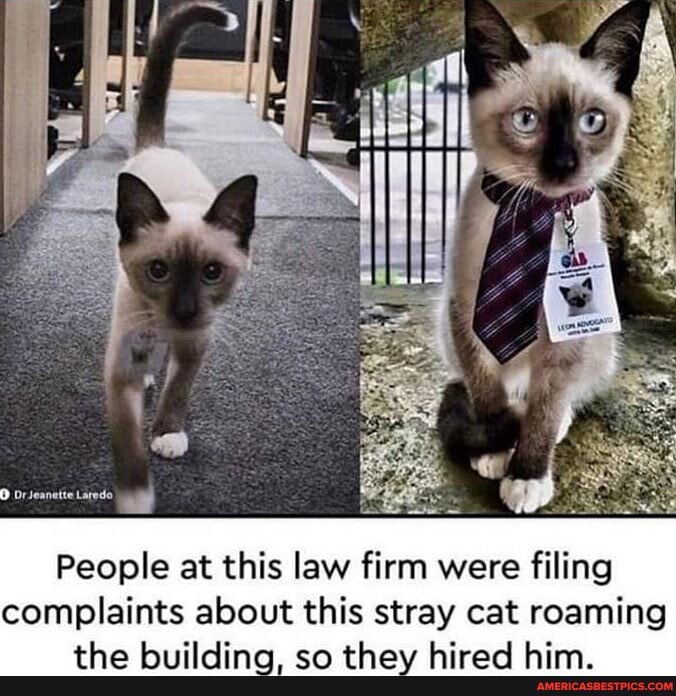 People at this law firm were filing complaints about this stray cat roaming