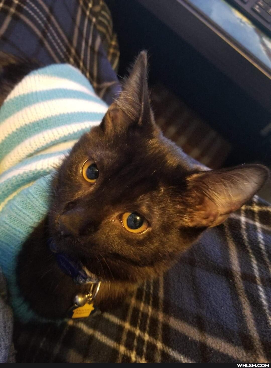 cat, aww, kitten