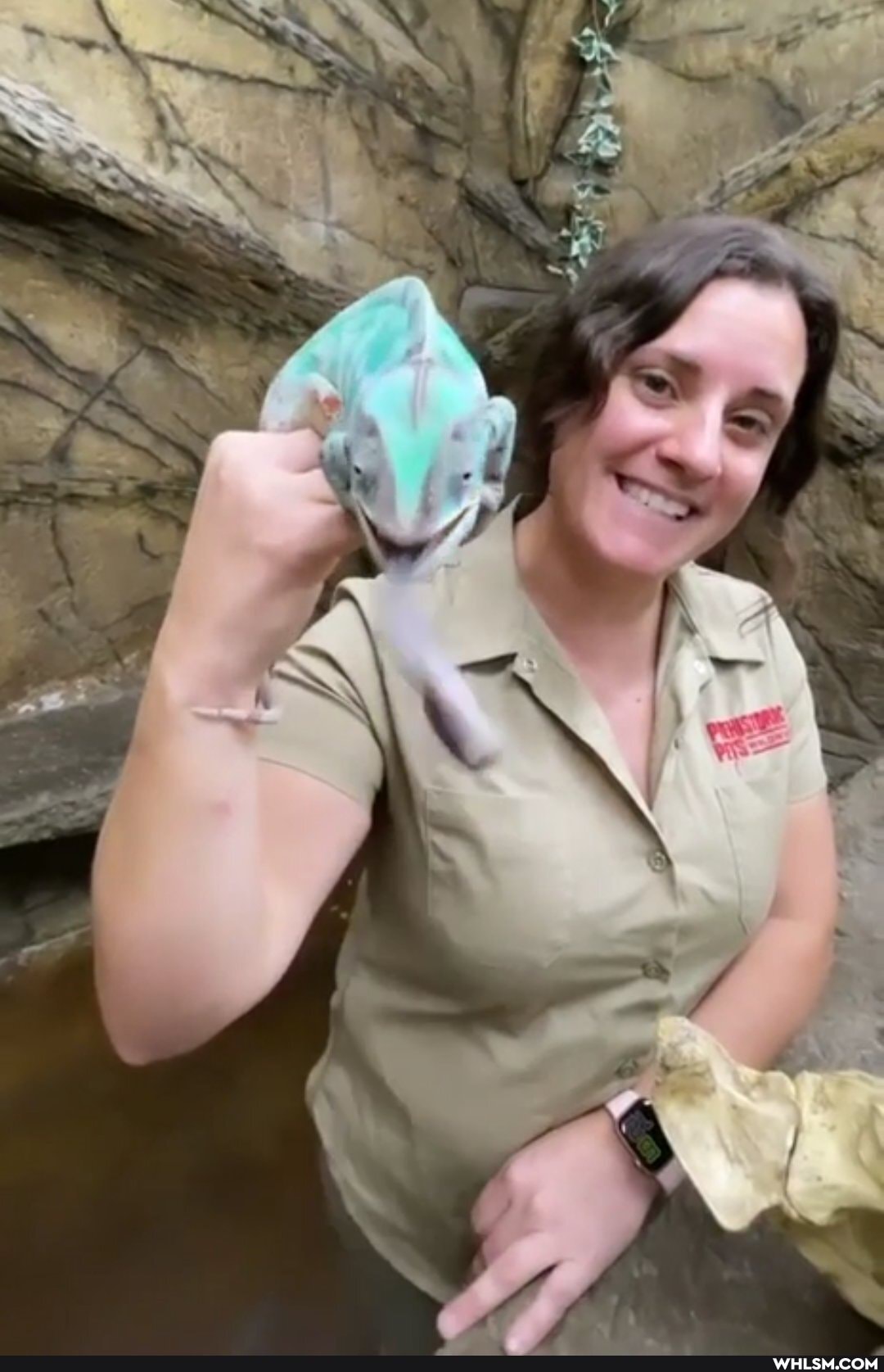 pets, lizard, funny