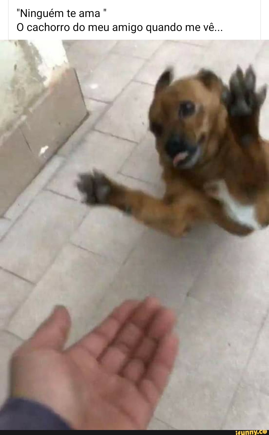 "Ninguém te ama
O cachorro do meu amigo quando me vê...