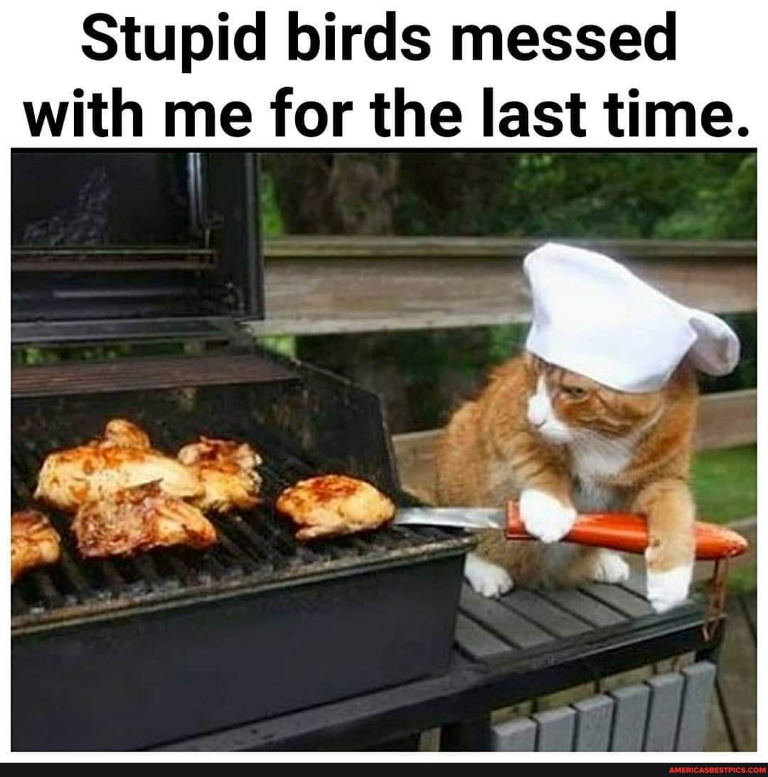 Stupid birds messed with me for the last time.
ore