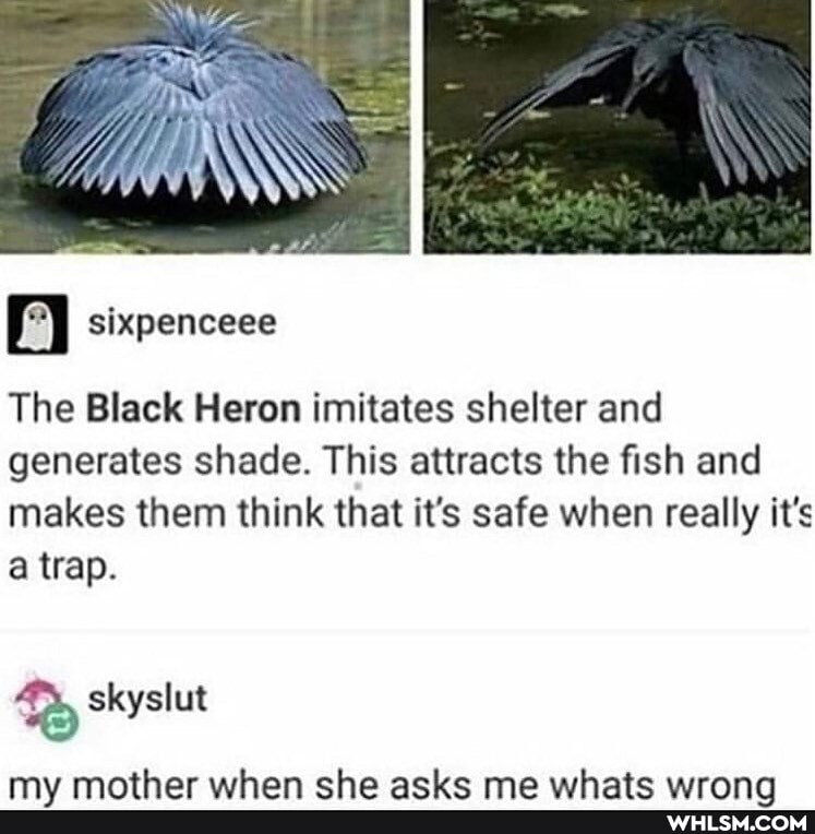 The Black Heron imitates shelter and generates :shade. This attracts the fish and makes them think that it's safe when really it's
trap.
skyslut
my mathor whon cho acbe ma whate wirnnn