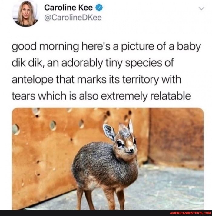 Caroline Kee
good morning here's a picture of a baby dik dik, an adorably tiny species of antelope that marks its territory with tears which is also extremely relatable