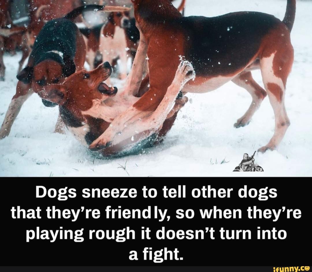 Dogs sneeze to tell other dogs that they're friendly, so when they're