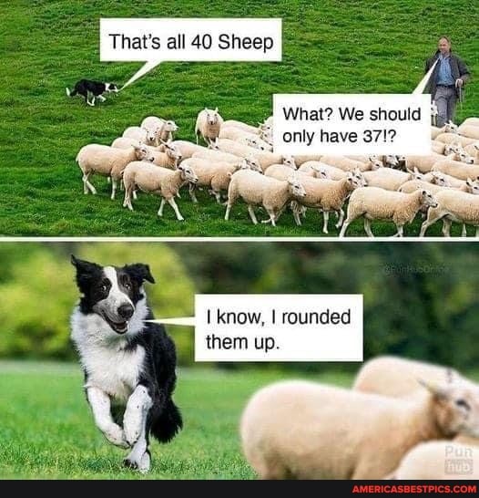 That's all 40 Sheep
What? We should only have 37!?
know. I rounded them up