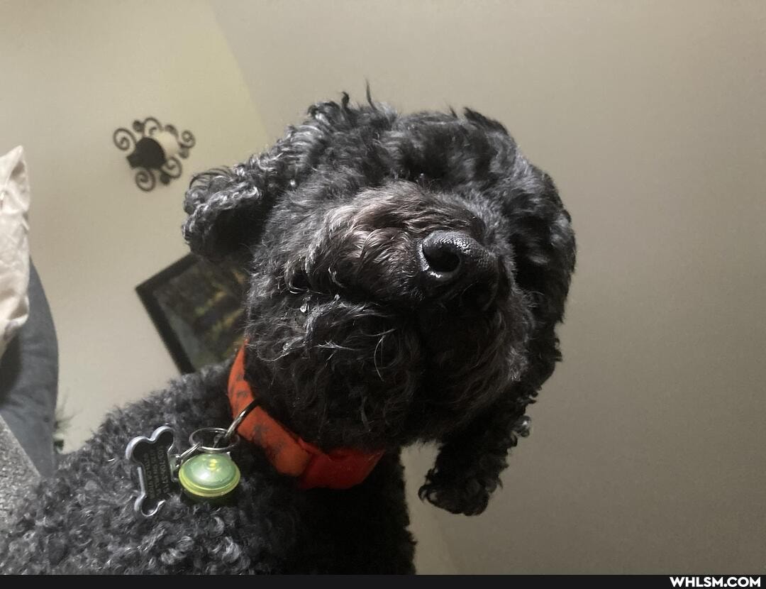 funny, dogs, aww, dogs_are_the_best_people