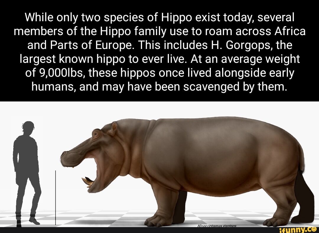 While only two species of Hippo exist today, several members of the ...