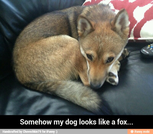 Somehow my dog looks like a fox... - Somehow my dog looks like a fox...