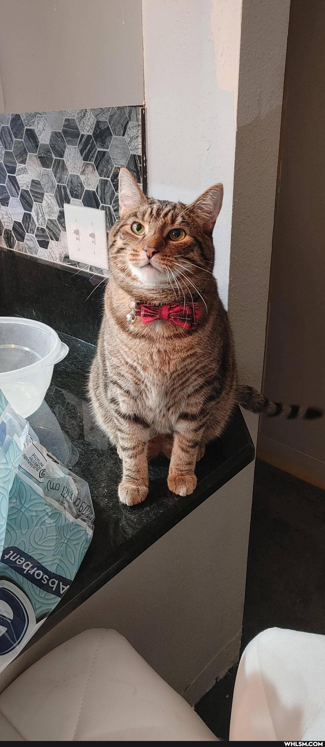 cat, caturday, purrfectpose