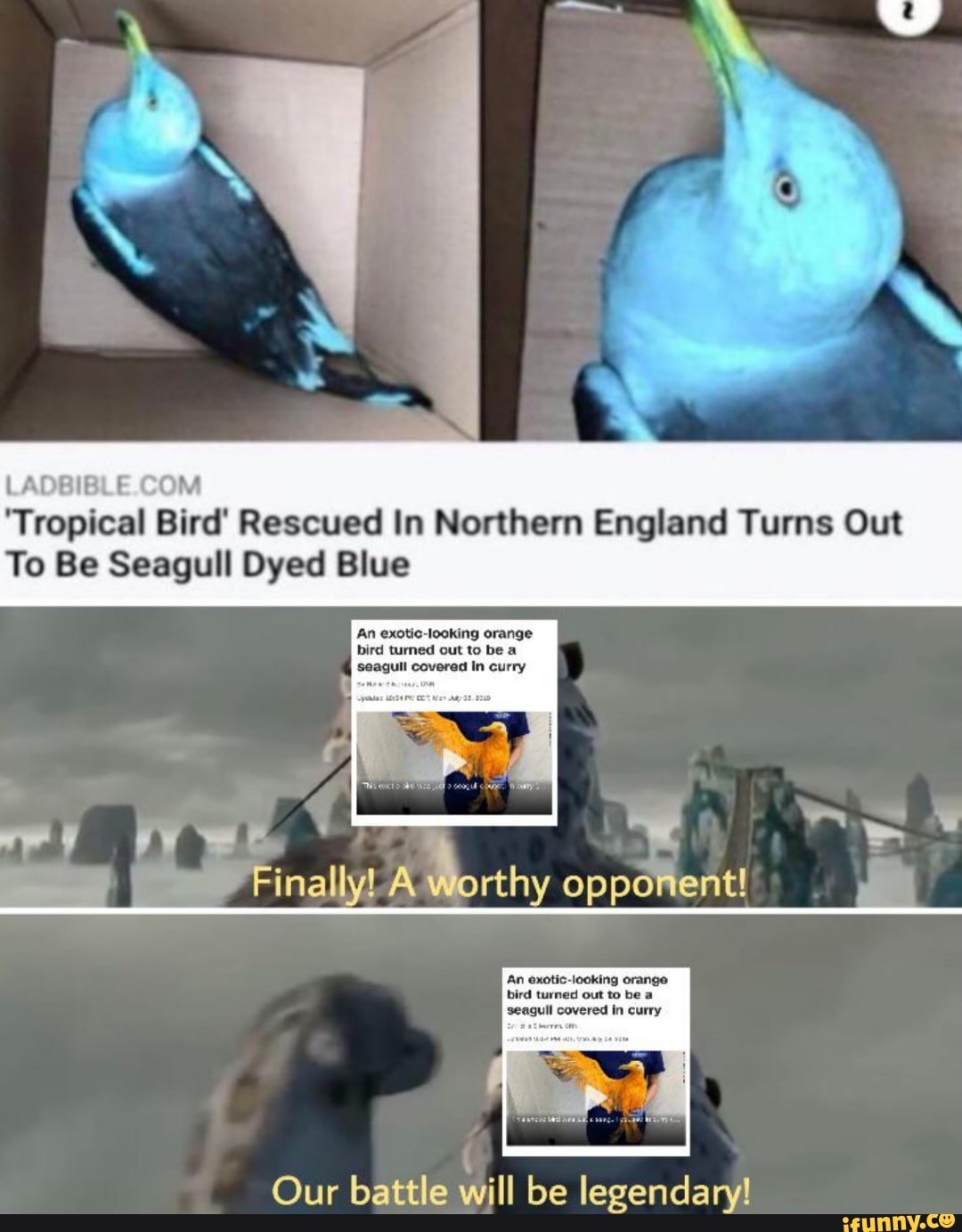 'Tropical Bird' Rescued In Northern England Turns Out
To Be Seagull Dyed Blue
An exotic-looking orange jut to be a
seagull covered In curry
Worthy opponent!
Our battle will be legendary!