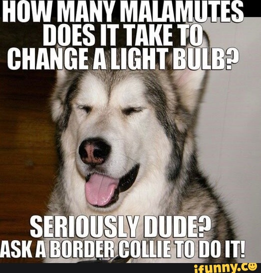 Malamutes memes. Best Collection of funny Malamutes pictures on iFunny