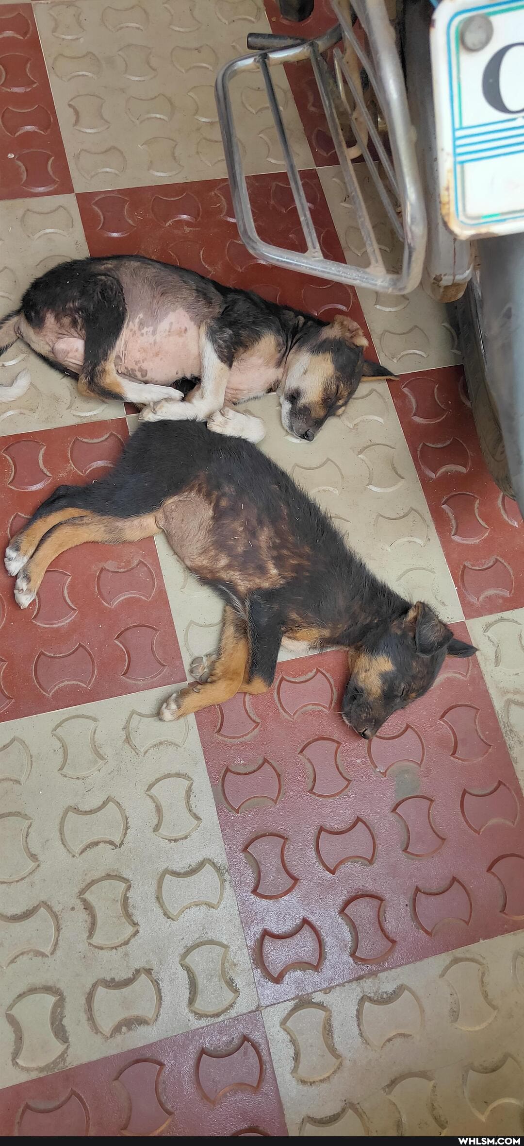 lol, funny, mildly_interesting, dogs