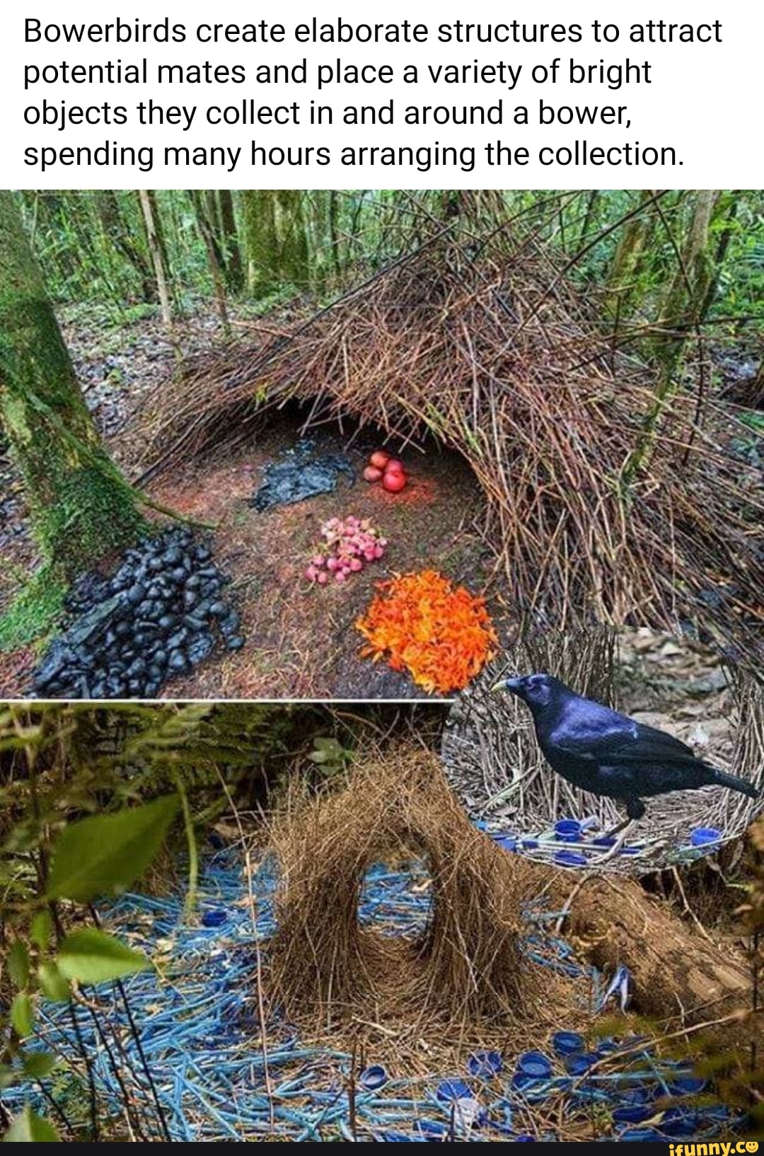 Bowerbirds create elaborate structures to attract
potential mates and place a variety of bright
objects they collect in and around a bower,
spending many hours arranging the collection.