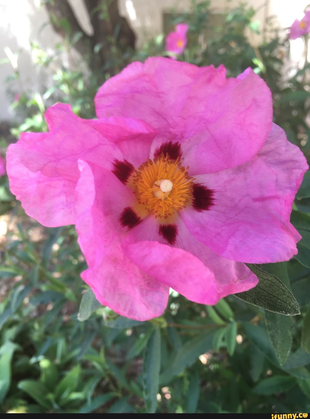 photography, flowers, blossoms