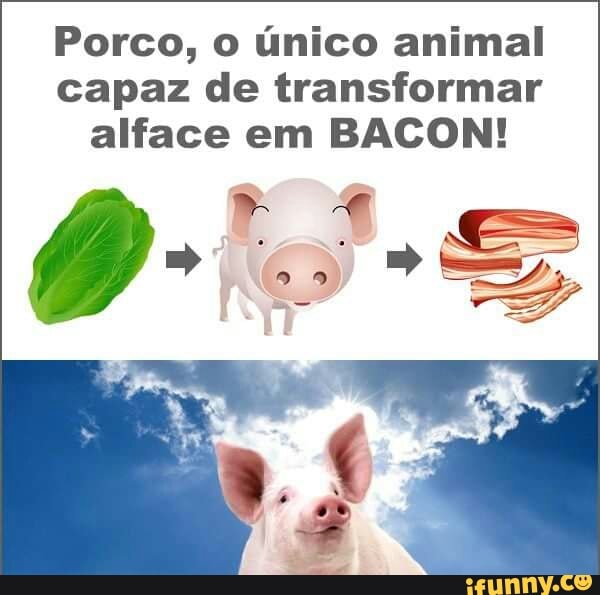 Porco, o único animal
capaz de transformar
alface em BACON!