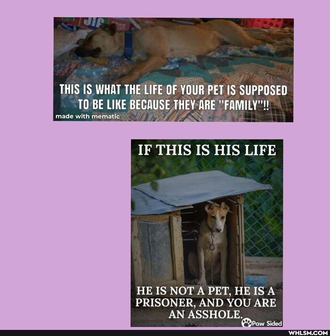 THIS WHAT THE LIFE OF YOUR PET SUPPOSED TO BE LIKE BECAUSE THEY ARE "FAMILY"!
win
made with
IF THIS IS HIS LIFE
HE IS NOT A PET, HEISA PRISONER, AND YOU ARE AN ASSHOLE.
Paw Sided