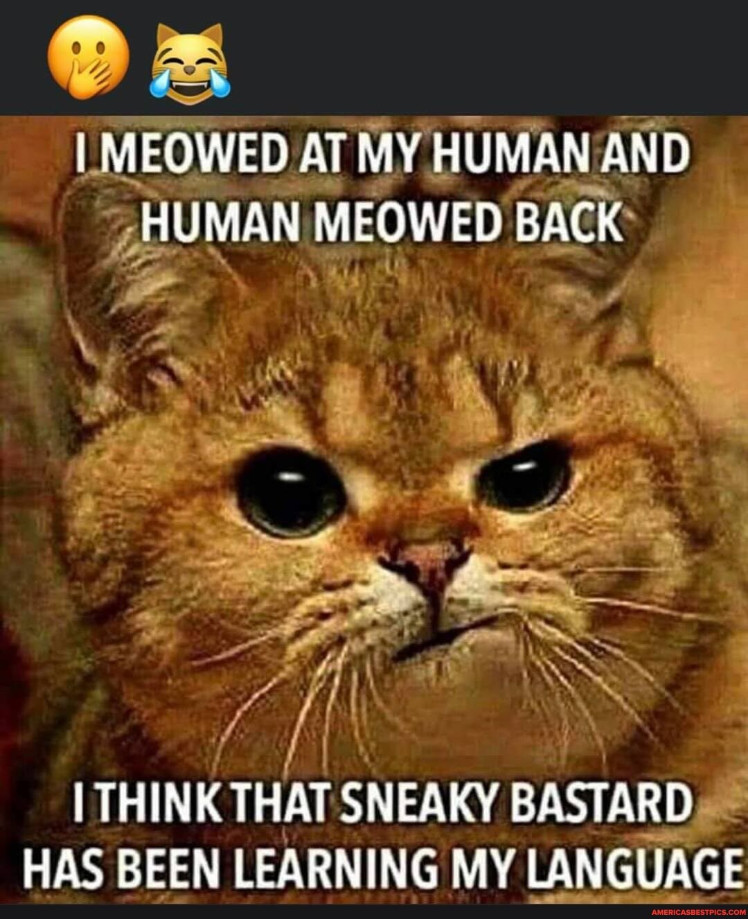 00
I MEOWED AT MY HUMAN AND HUMAN MEOWED BACK
THINK THAT SNEAKY BASTARD HAS BEEN LEARNING MY LANGUAGE