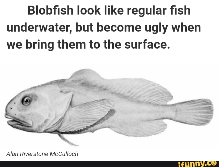 Yes, that's what a normal Blobfish looks like. : r/memes