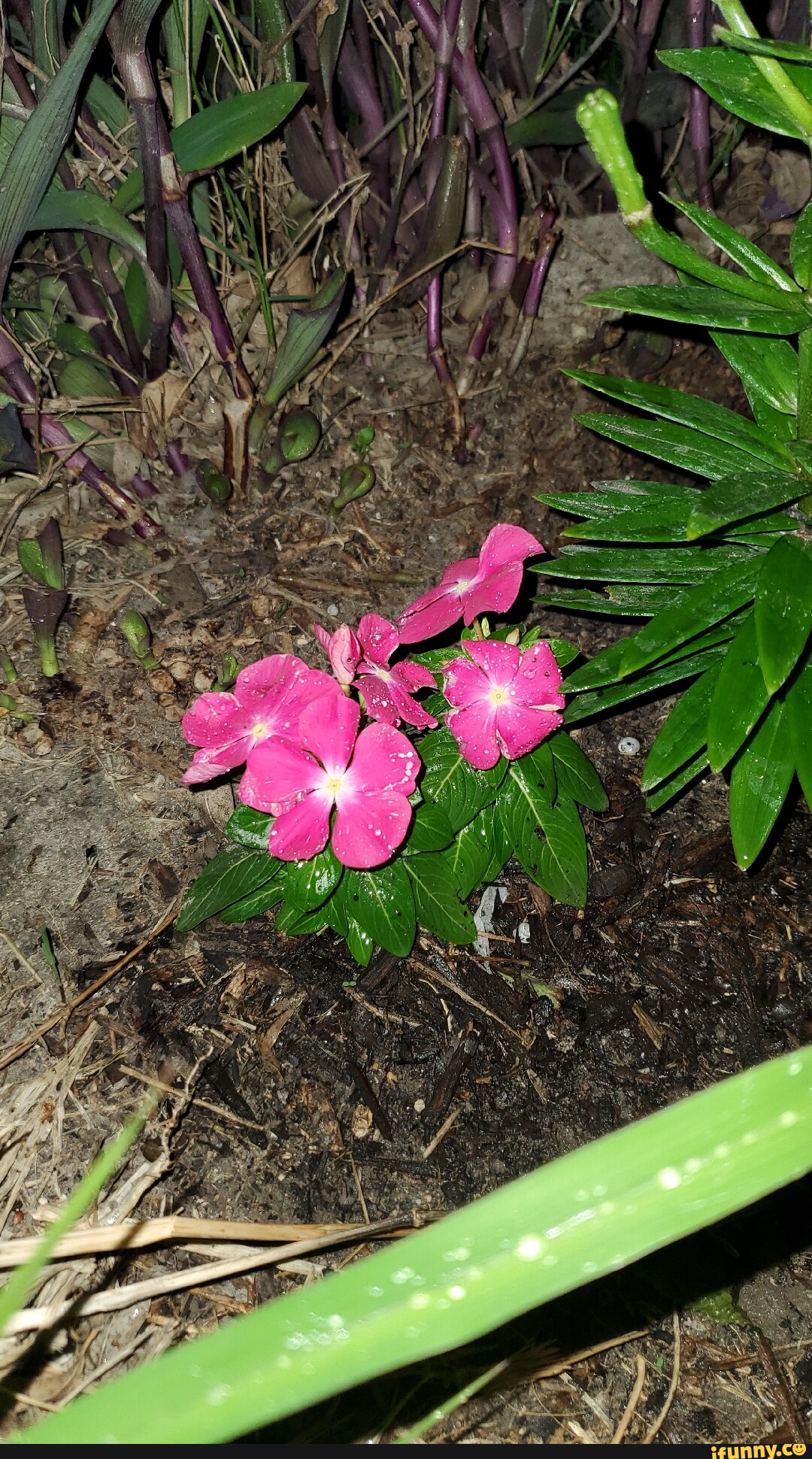 Picture memes 0BXafAiTA by IAmWormy 1 comment iFunny