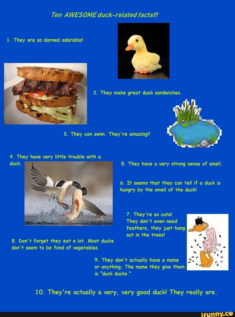Ten AWESOME duck-related facts!!!
1_ They are so darned adorable!
They make great duck sandwiches,
3. They can swim. They're amazing!!
4. They have very little trouble with a
duck. 5. They have a very strong sense of smell.
6. It seems that they can tell if a duck is hungry by the smell of the duck!
7. They're so cute!
They don't even need feathers, they just hang out in the trees!
8. Don't forget they eat a lot. Most ducks don't seem to be fond of vegetables.
9. They don't actually have a name or anything. The name they give them is "duck ducks."
10. They're actually a very, very good duck! They really are.