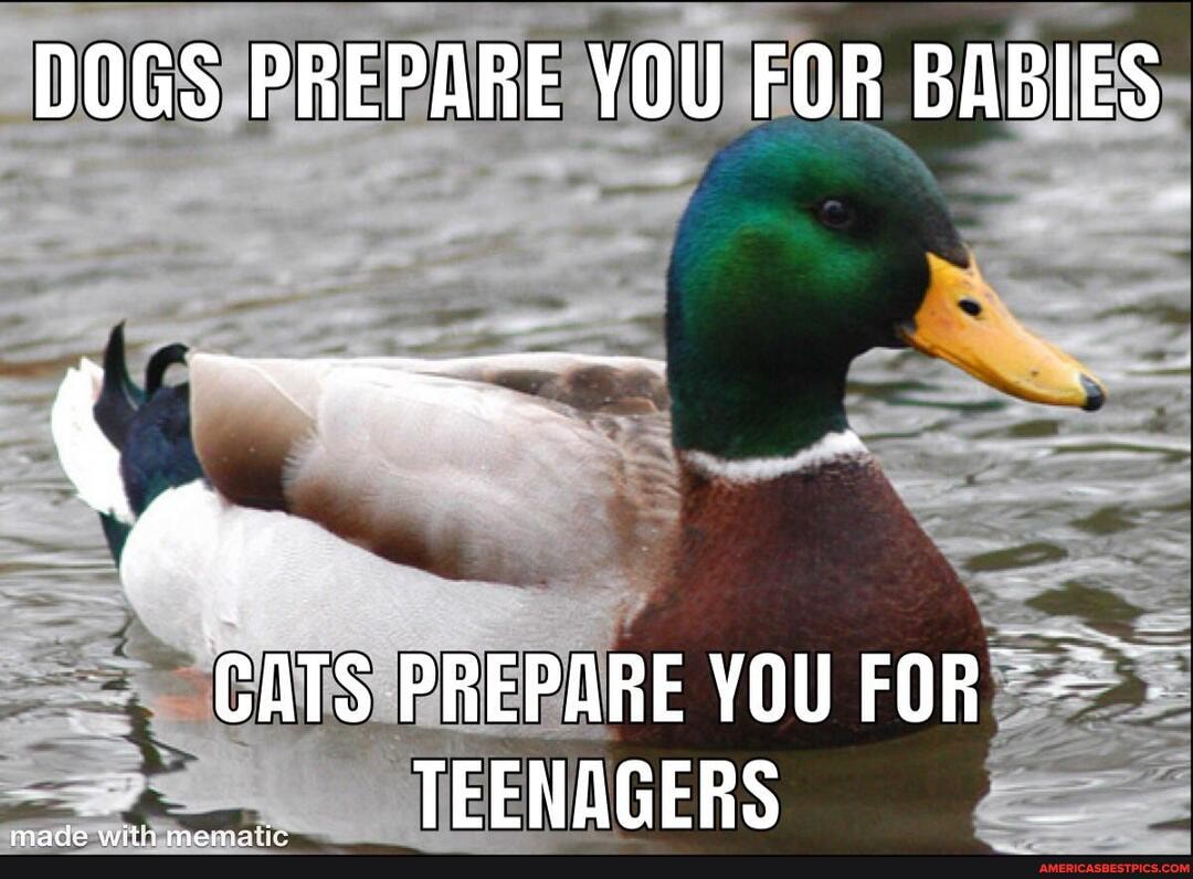 DOGS PREPARE YOU FOR BABIES
CATS PREPARE YOU FOR TEENAGERS