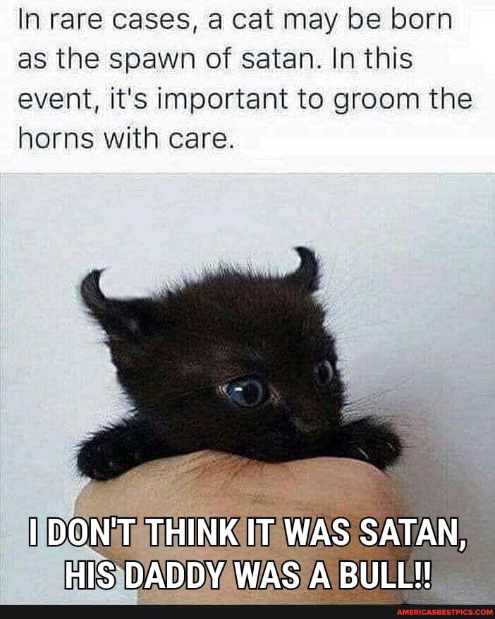 In rare cases, a cat may be born as the spawn of satan. In this event, it's important to groom the horns with care.
I DON'T THINK IT WAS SATAN,
HIS DADDY, WAS BULL!!