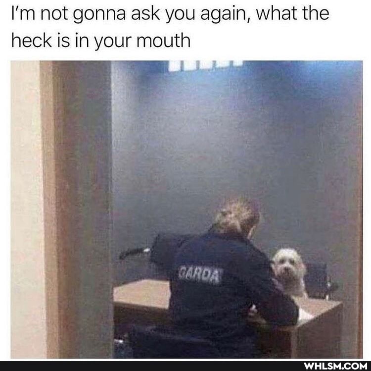 I'm not gonna ask you again, what the heck is in your mouth