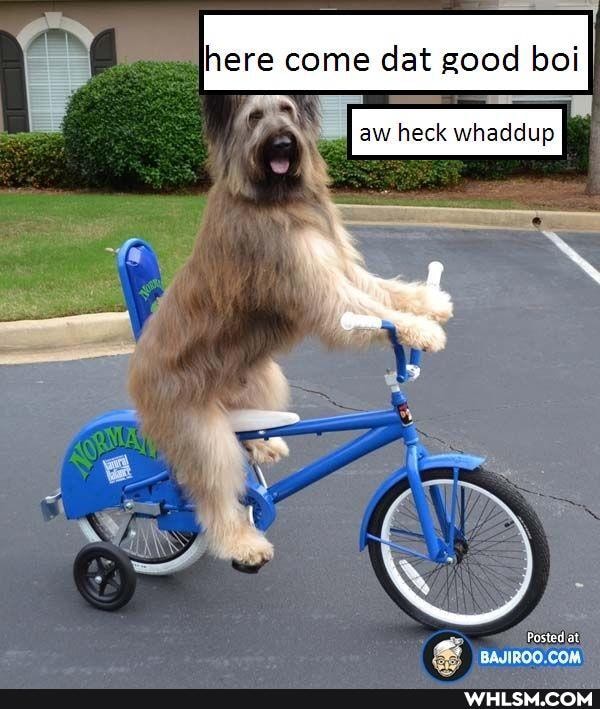 ere come dat good boi
aw heck whaddup
Posted at