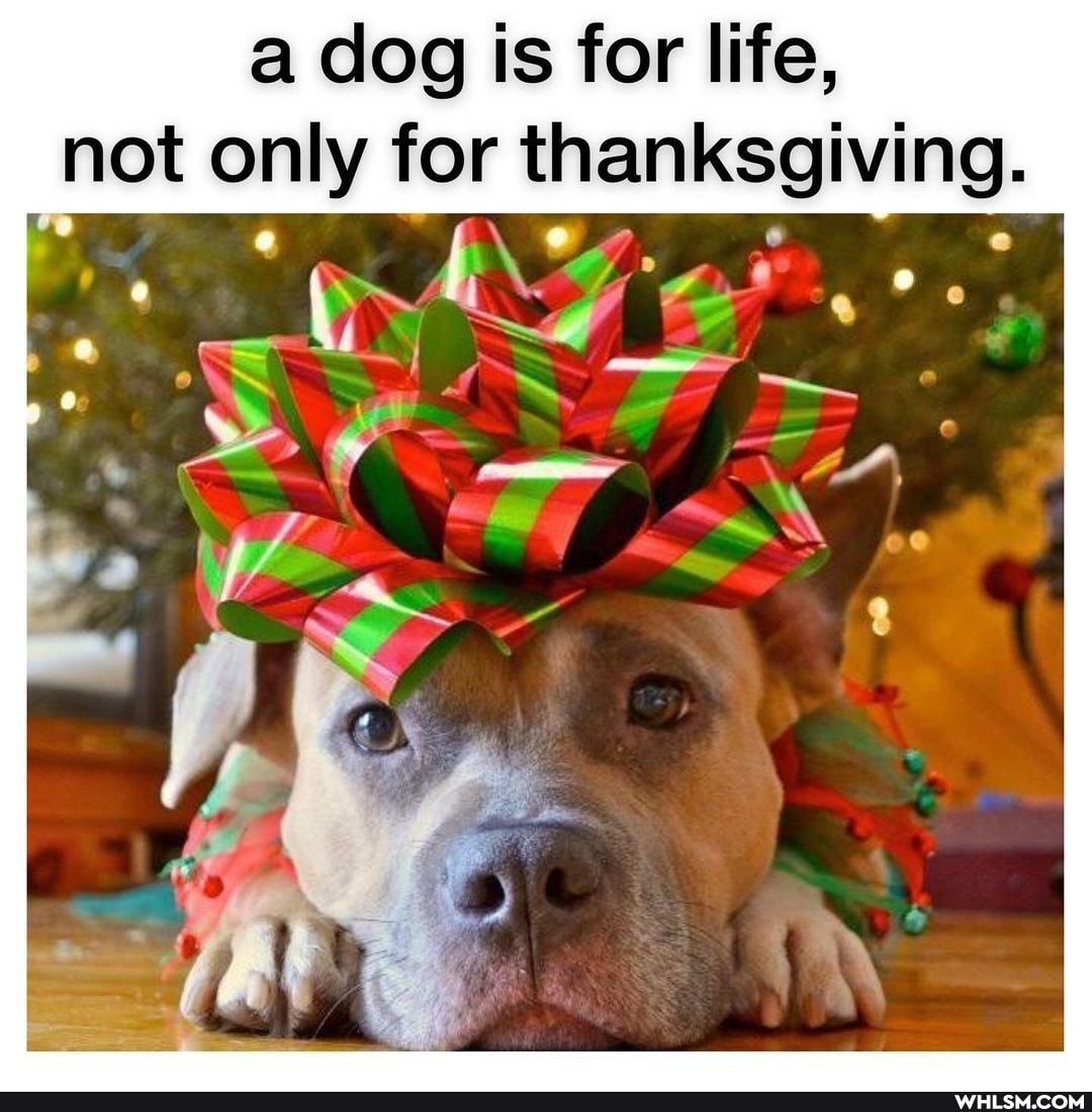 a dog is for life, not only for thanksgiving.