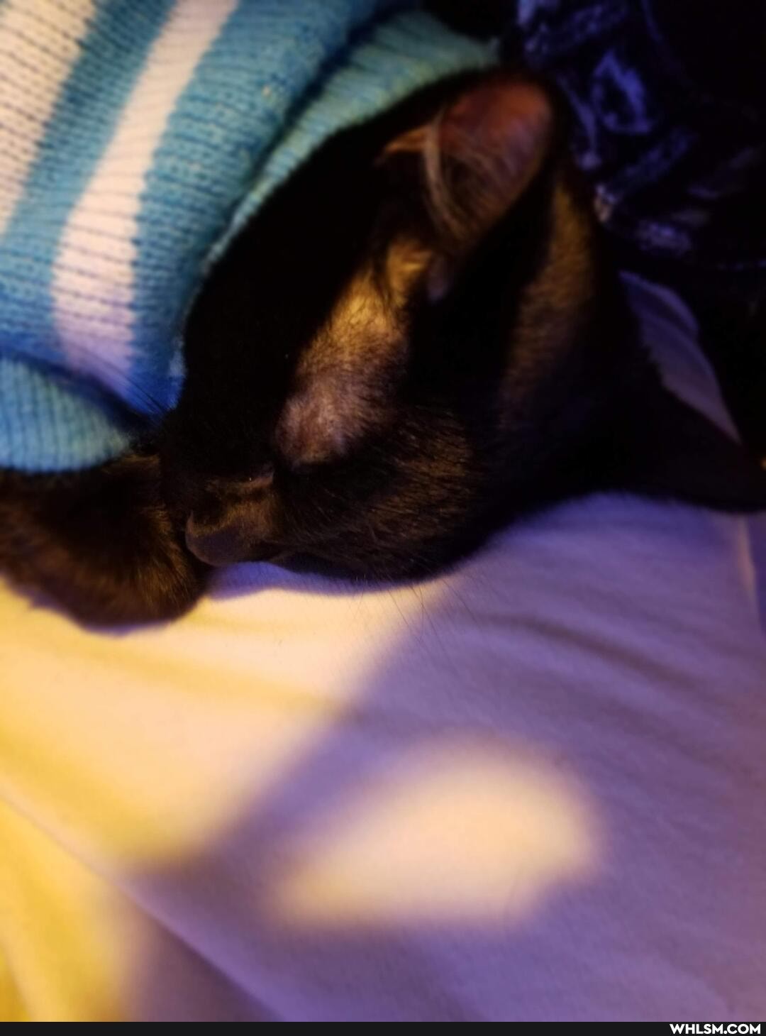 aww, cat, neutral_post