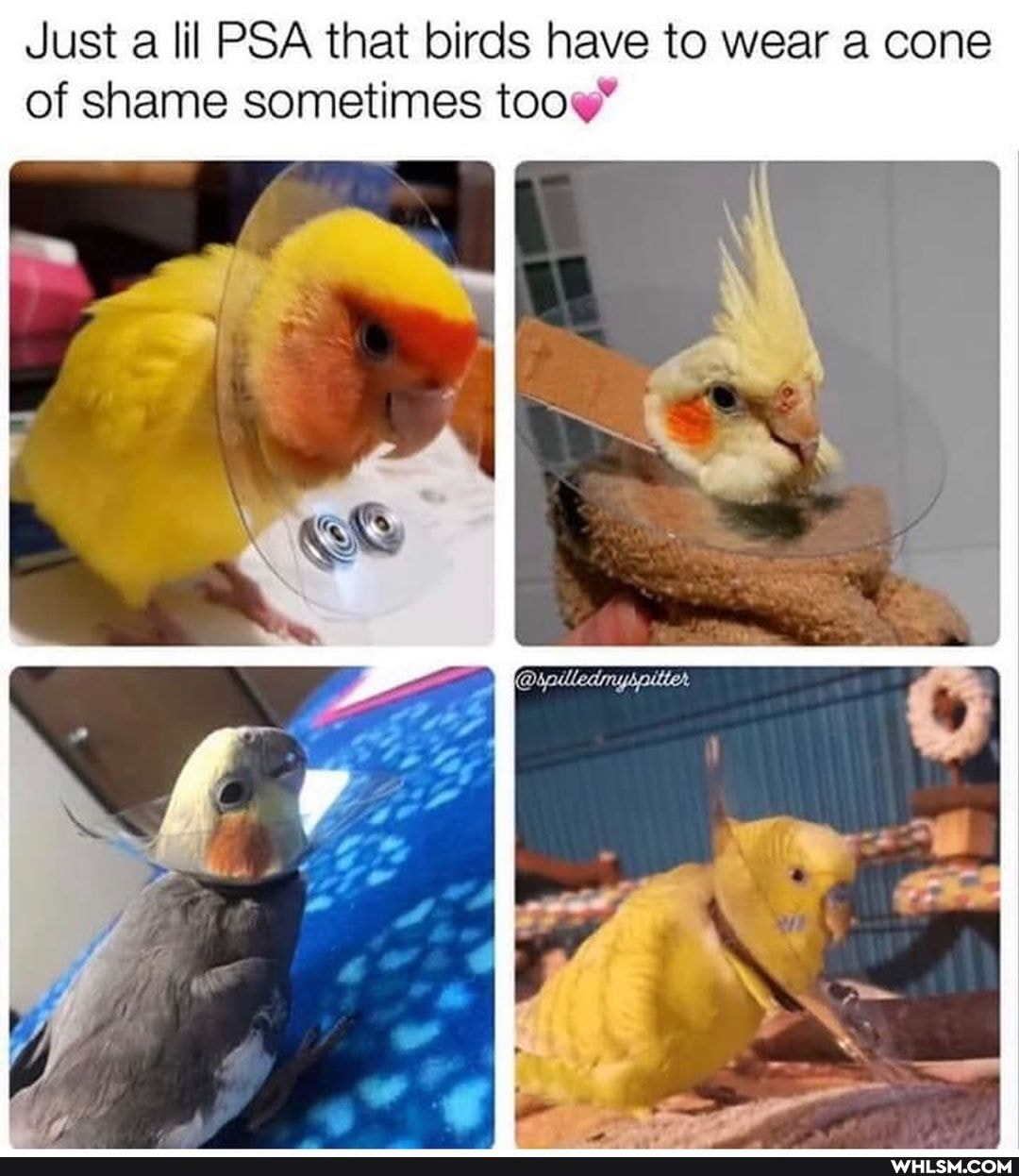 Just a lil PSA that birds have to wear a cone of shame sometimes too'
St