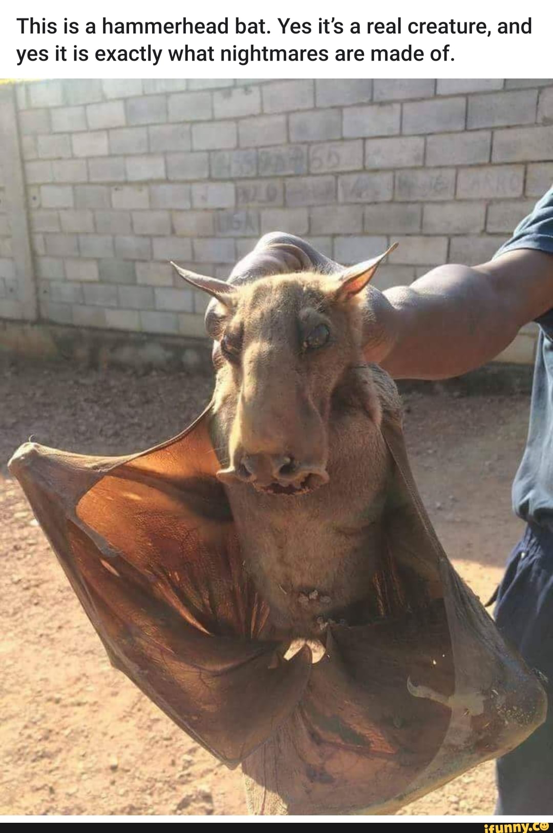 This is a hammerhead bat. Yes it's a real creature, and yes it is
