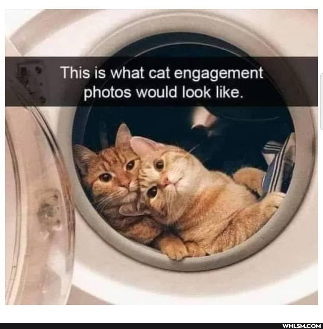 This is what cat engagement photos would look like.
