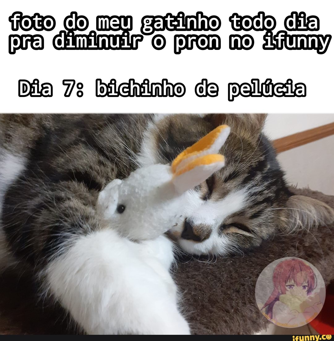 do meu gatinho todo dia) pro O PRM DO
Dia bicdiinho de peilícia