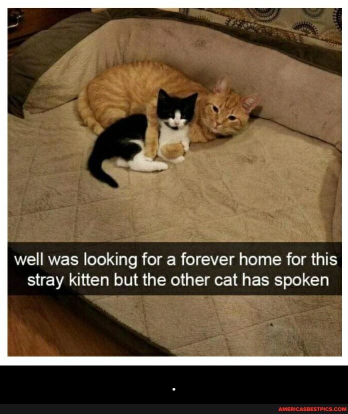 well was looking for a forever home for this stray kitten but the other cat has spoken - .