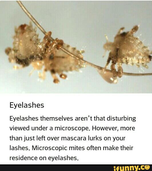 Eyelashes themselves aren't that disturbing viewed under a microscope ...