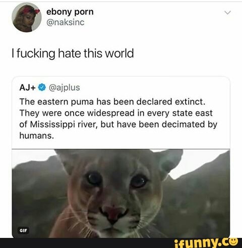 eastern puma reddit