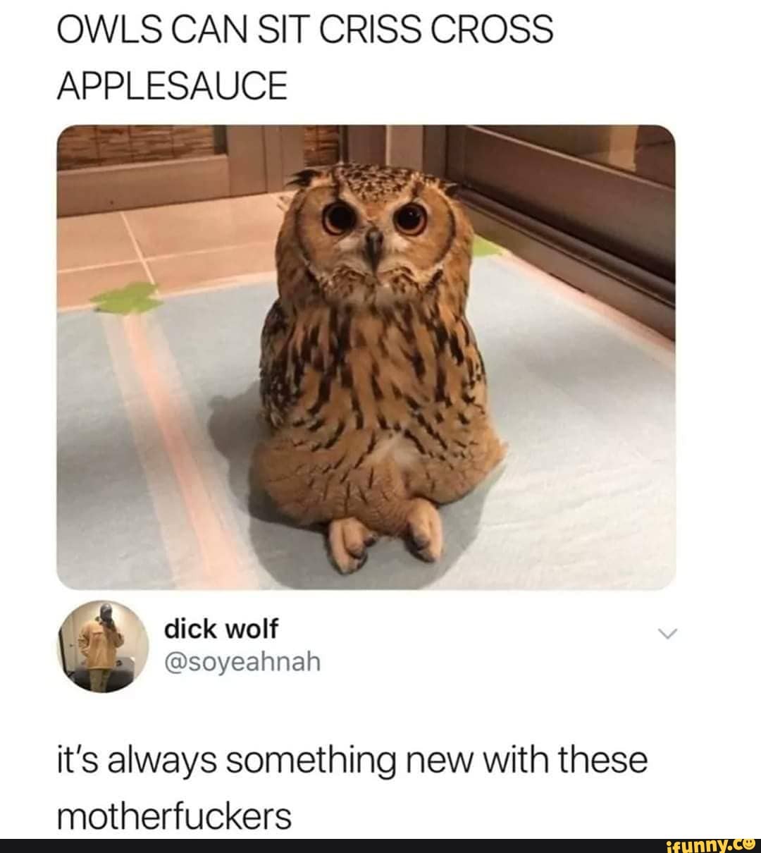 owls-can-sit-criss-cross-applesauce-it-s-always-something-new-with