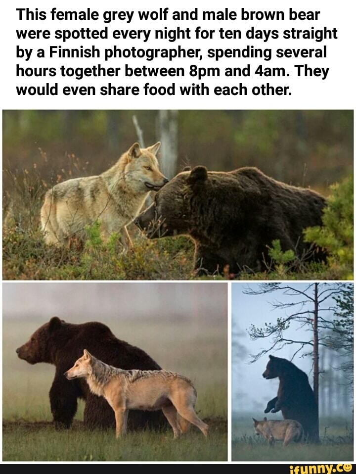 This female grey wolf and male brown bear
were spotted every night for ten days straight
by a Finnish photographer, spending several
hours together between 8pm and 4am. They
would even share food with each other.