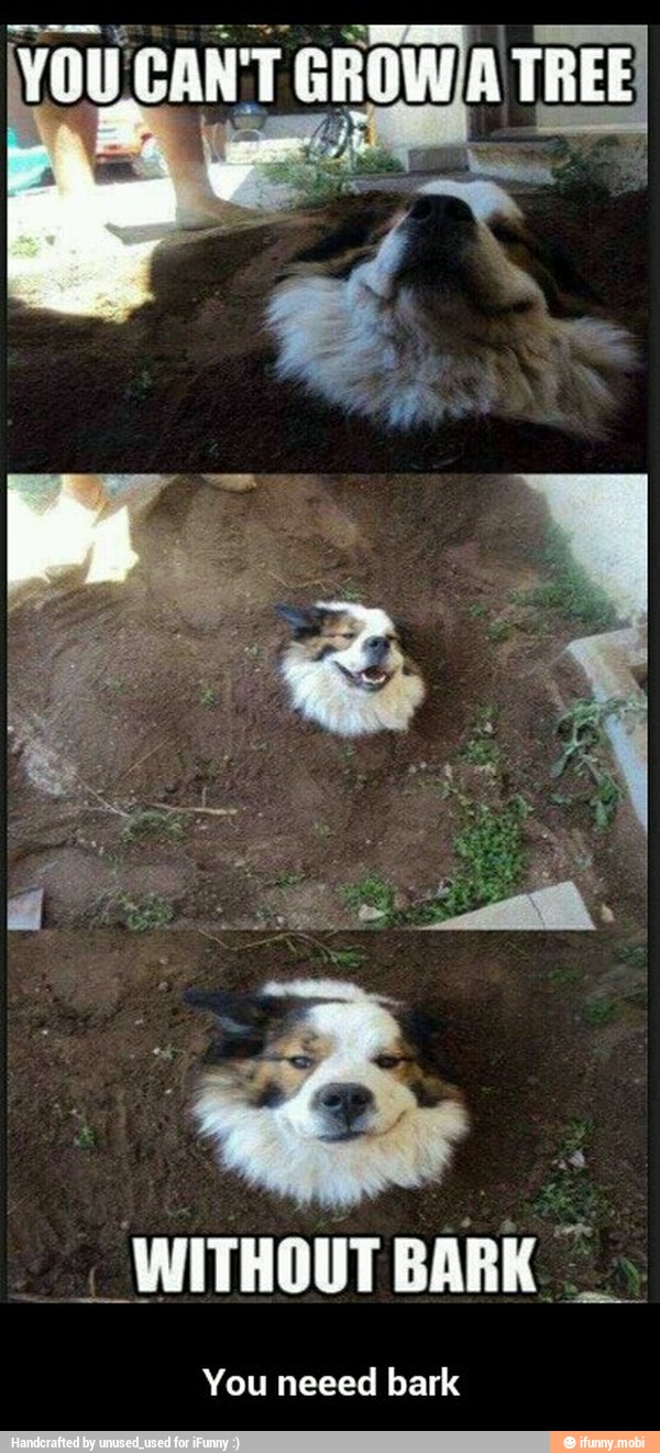 You neeed bark