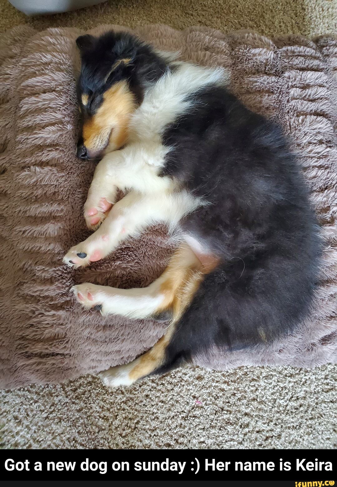 Got a new dog on sunday Her name is Keira - Got a new dog on sunday :) Her name is Keira