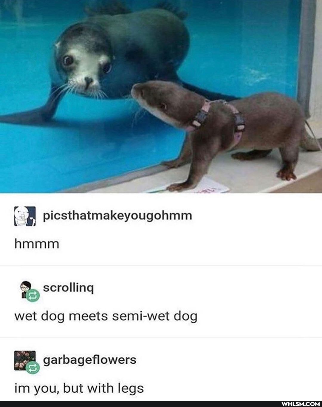 hmmm
scrolling
wet dog meets semi-wet dog
garbagefilowers
im you, but with legs