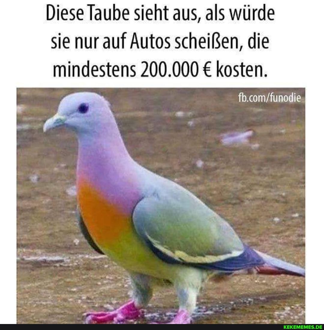 Diese Taube sieht aus, als würde sie nur auf Autos scheißen, die
mindestens 200.000 kosten.